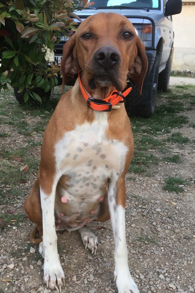 Du Vallon Des Peintres - Confirmation de gestation pour Nina qui devrait mettre bas d'ici peu 