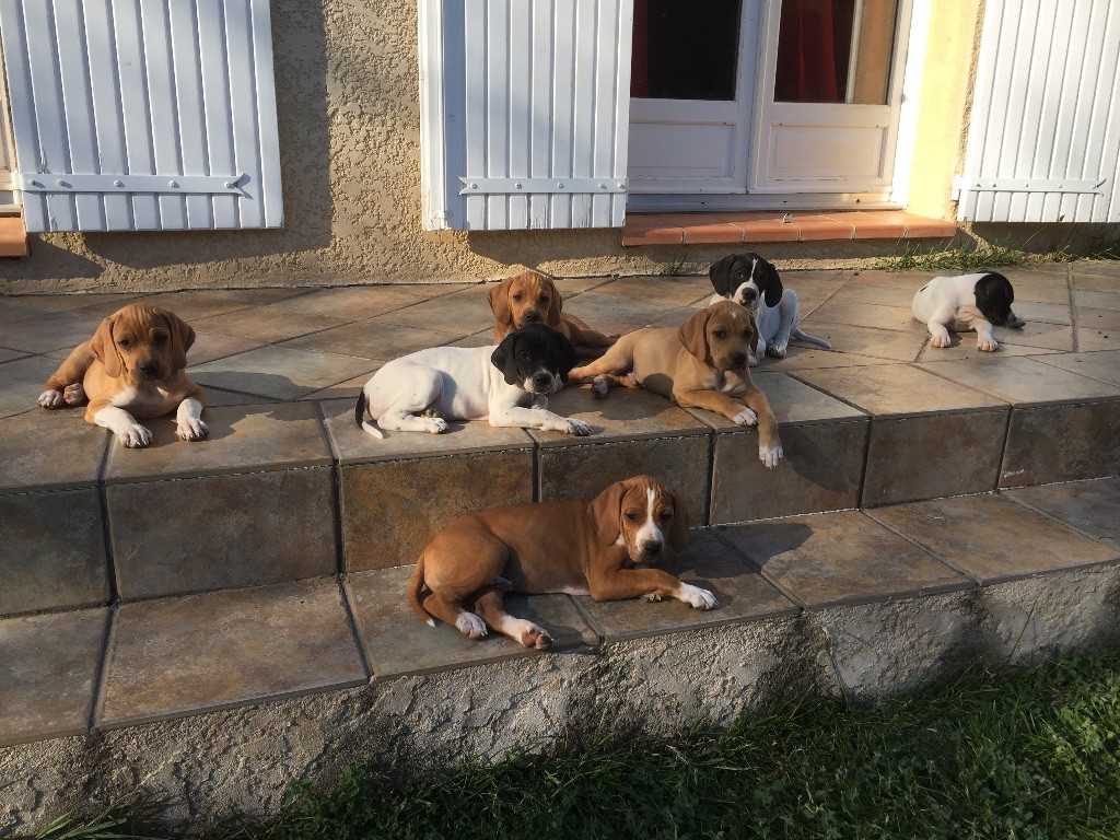 Du Vallon Des Peintres - Tous les chiots sont partis