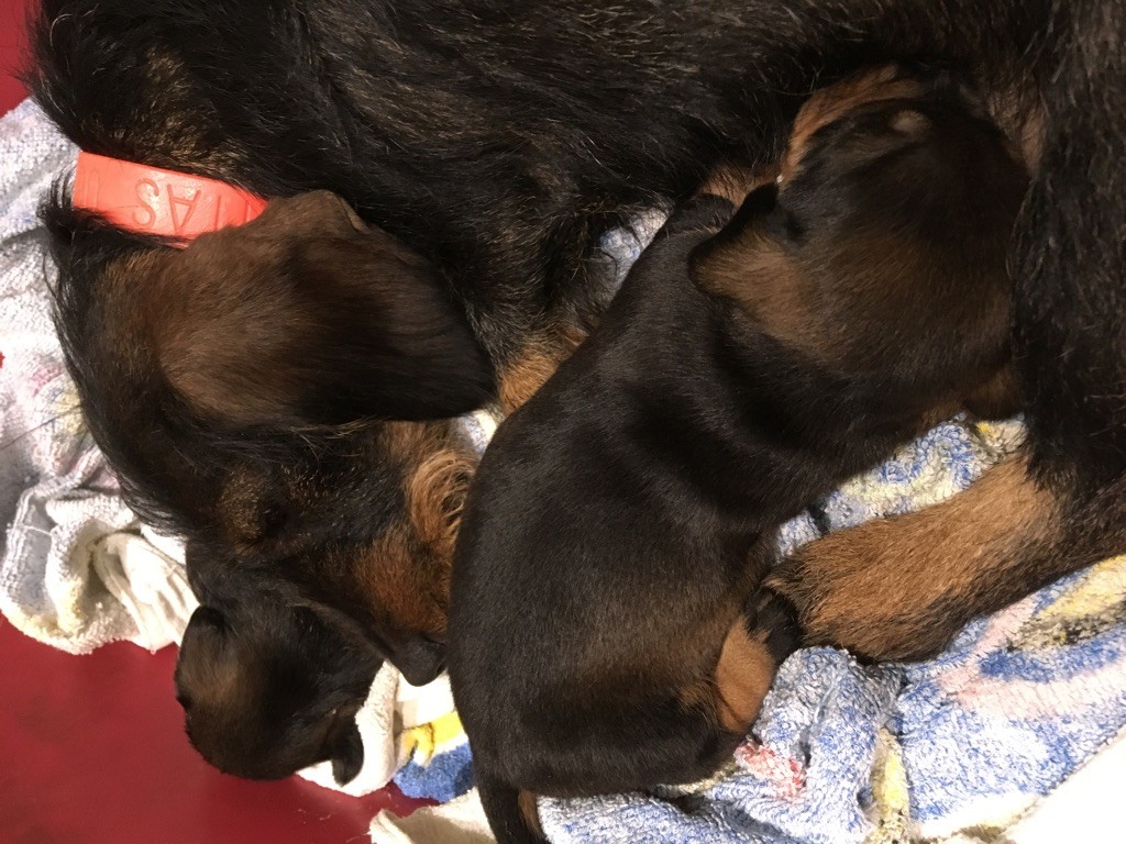 Du Vallon Des Peintres - Les chiots sont là