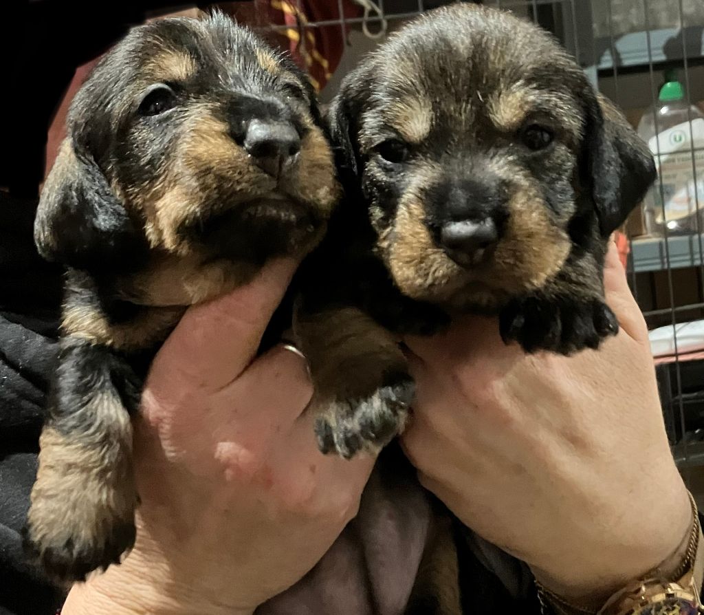 Chiot Teckel poil dur Du Vallon Des Peintres